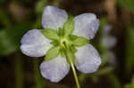 Largeflower baby blue eyes